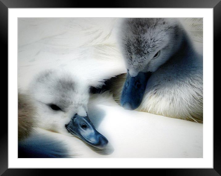 Wrapped In Swans Down Framed Mounted Print by Pauline Simmonds