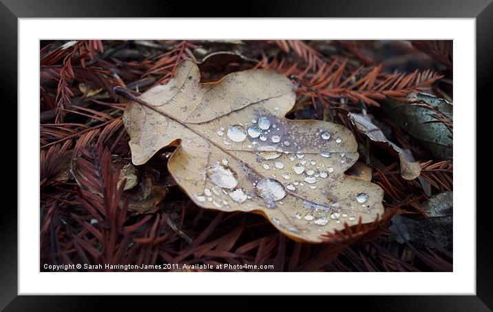 Oak leaf in autumn Framed Mounted Print by Sarah Harrington-James