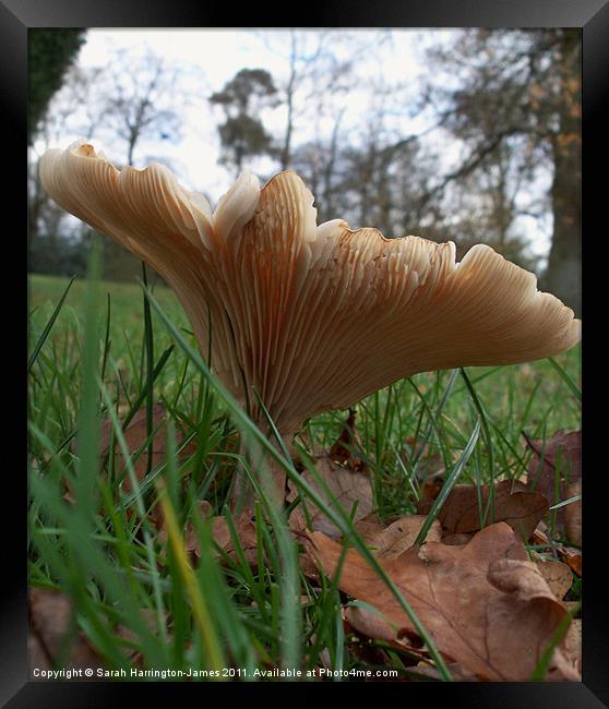 Woodland fungi (Common Funnel) Framed Print by Sarah Harrington-James