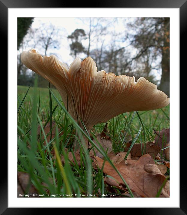 Woodland fungi (Common Funnel) Framed Mounted Print by Sarah Harrington-James