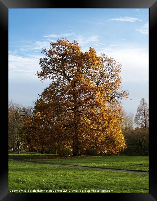 Ancient oak tree in Autumn Framed Print by Sarah Harrington-James