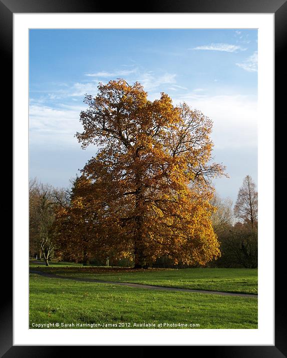 Ancient oak tree in Autumn Framed Mounted Print by Sarah Harrington-James