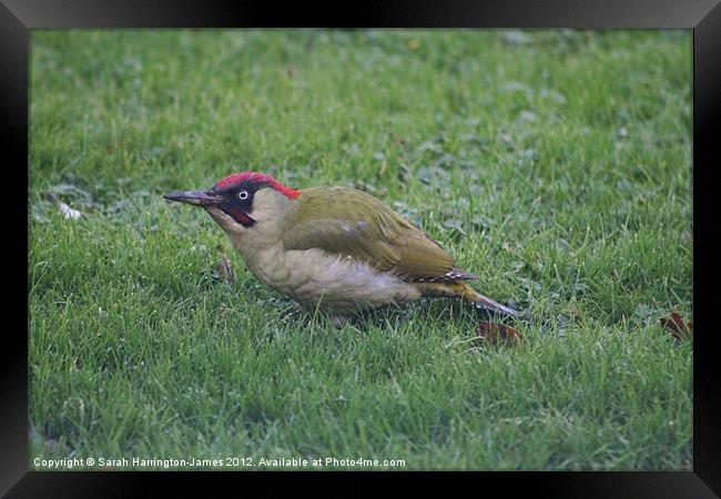 Green Woodpecker Framed Print by Sarah Harrington-James