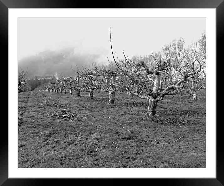 Kentish apple orchard Framed Mounted Print by Sarah Harrington-James