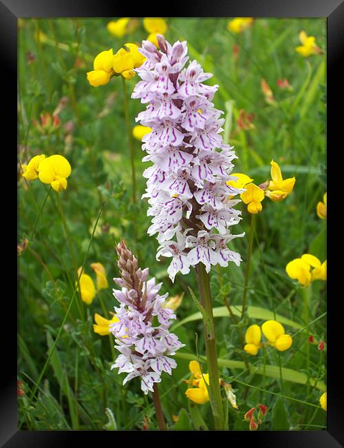 Common spotted orchid Framed Print by Sarah Harrington-James