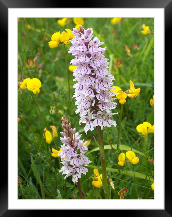 Common spotted orchid Framed Mounted Print by Sarah Harrington-James