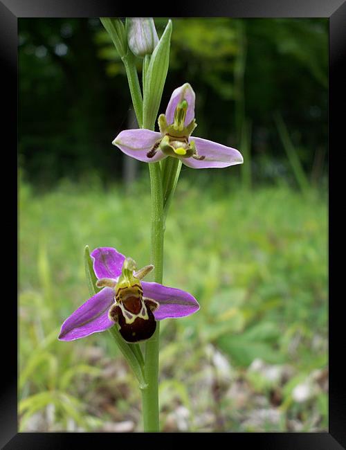 Bumblebee Orchid (Ophrys Bombyliflora) Framed Print by Sarah Harrington-James