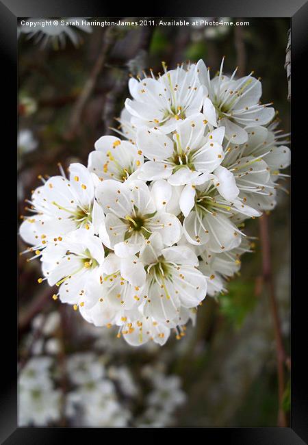 White hawthorn blossom (Crataegus monogyna) Framed Print by Sarah Harrington-James