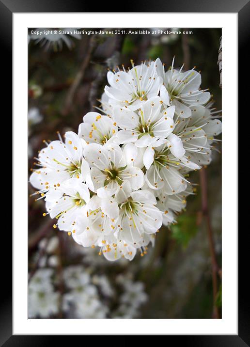 White hawthorn blossom (Crataegus monogyna) Framed Mounted Print by Sarah Harrington-James