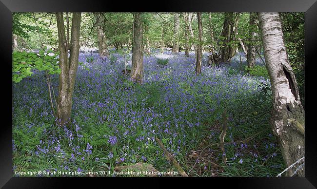 Ancient bluebell woodland Framed Print by Sarah Harrington-James