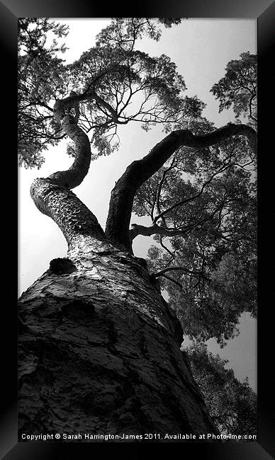 Looking up a pine tree Framed Print by Sarah Harrington-James