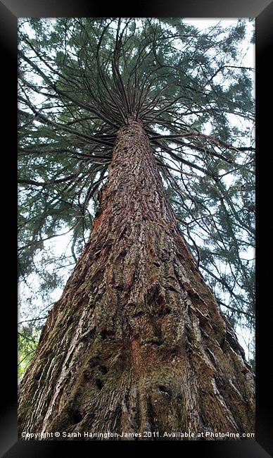 Giant Sierra Redwood tree Framed Print by Sarah Harrington-James