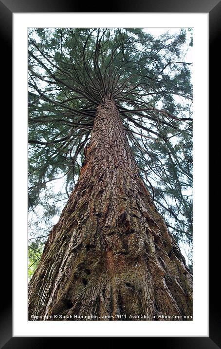 Giant Sierra Redwood tree Framed Mounted Print by Sarah Harrington-James