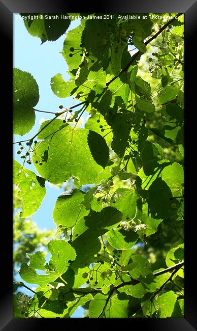 Dappled sunlight through lime tree leaves Framed Print by Sarah Harrington-James