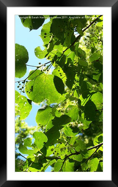 Dappled sunlight through lime tree leaves Framed Mounted Print by Sarah Harrington-James