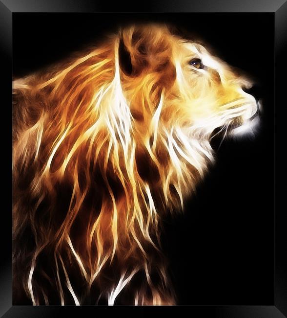 Lion Framed Print by Sam Smith