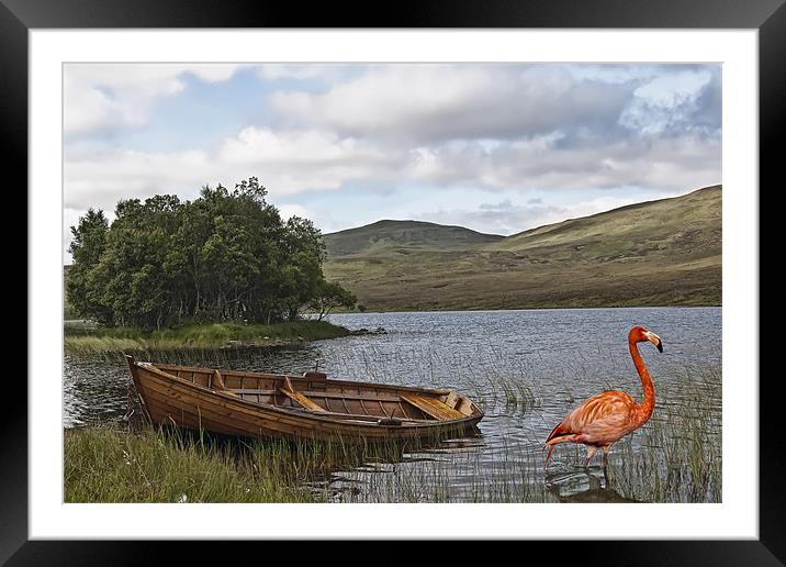 Flamingo at Loch Awe Framed Mounted Print by Sam Smith