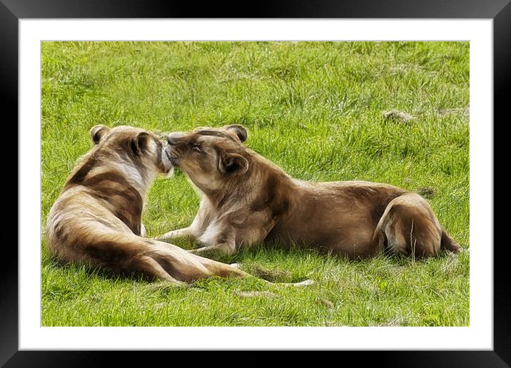 Lioness Framed Mounted Print by Sam Smith