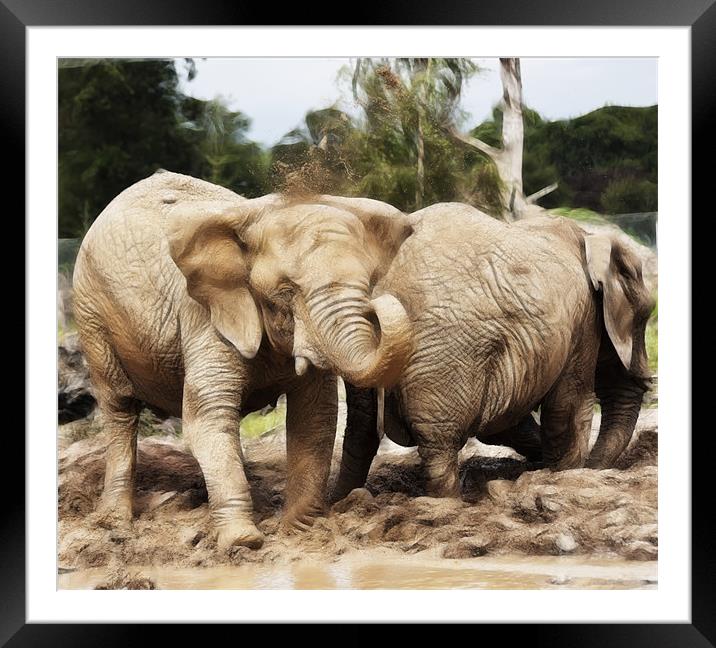 African Elephants Framed Mounted Print by Sam Smith