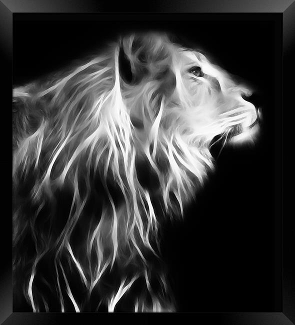 Posing Lion Framed Print by Sam Smith