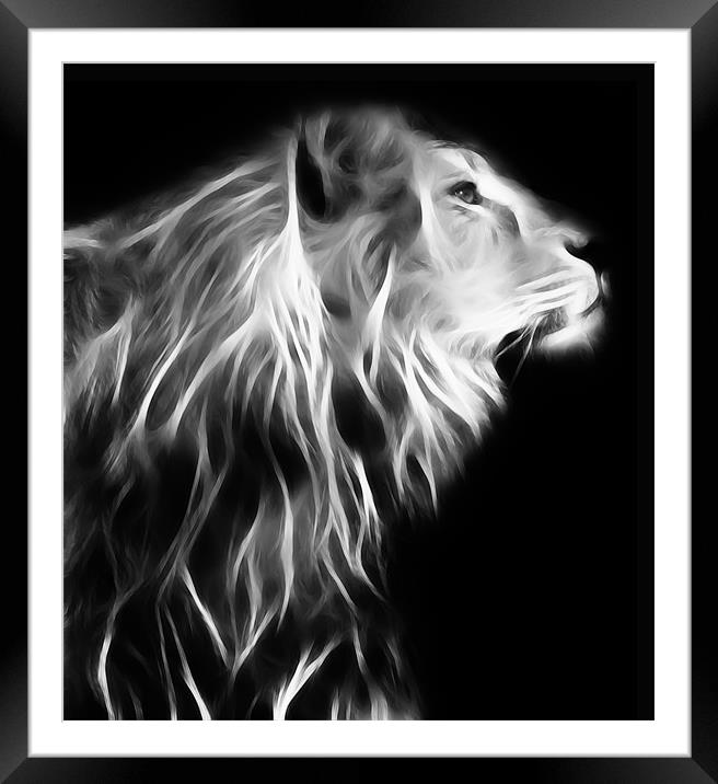 Posing Lion Framed Mounted Print by Sam Smith