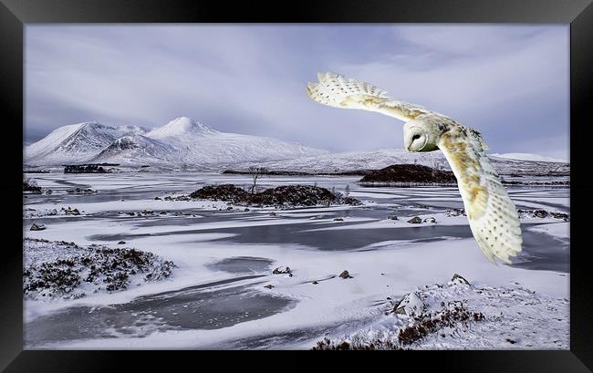 Owl flying over Rannoch Moor Framed Print by Sam Smith