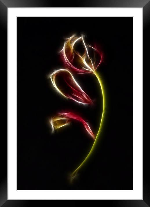 Tulip Framed Mounted Print by Sam Smith