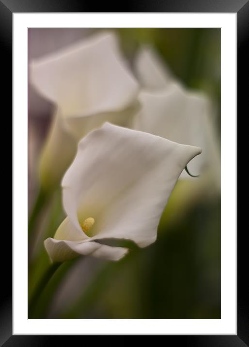 Calla Lily Framed Mounted Print by Sam Smith