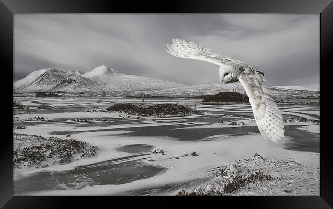 Owl in flight Framed Print by Sam Smith