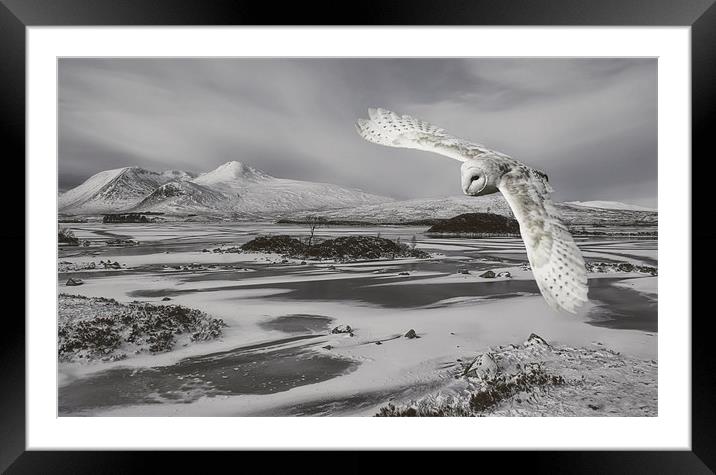 Owl in flight Framed Mounted Print by Sam Smith