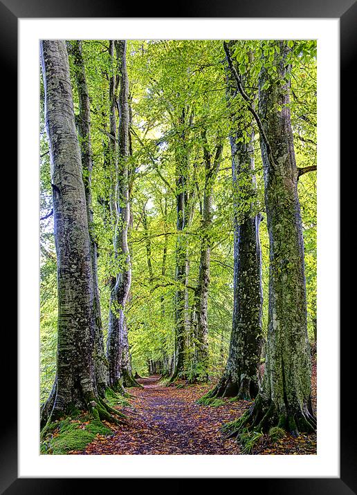 Woodland Path Framed Mounted Print by Sam Smith