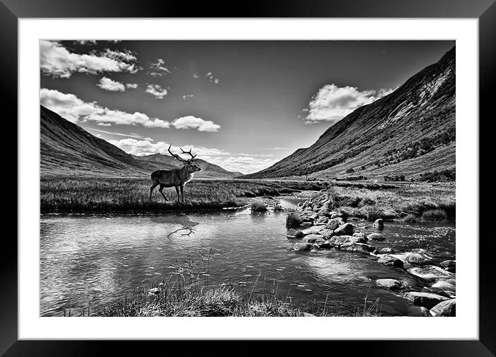 Lone Stag Framed Mounted Print by Sam Smith