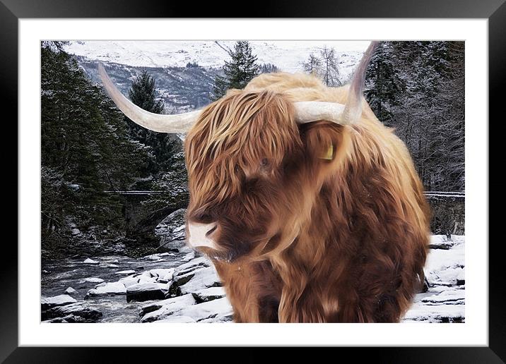 Highland Cattle Framed Mounted Print by Sam Smith