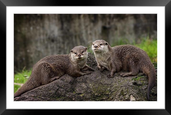 Otters Framed Mounted Print by Sam Smith