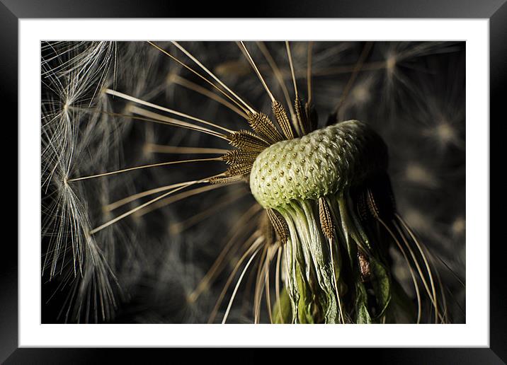 Seed head Framed Mounted Print by Sam Smith