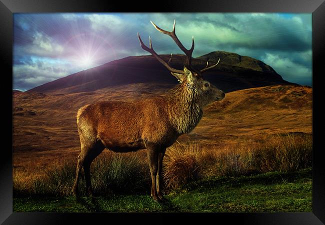 Sunset Stag Framed Print by Sam Smith