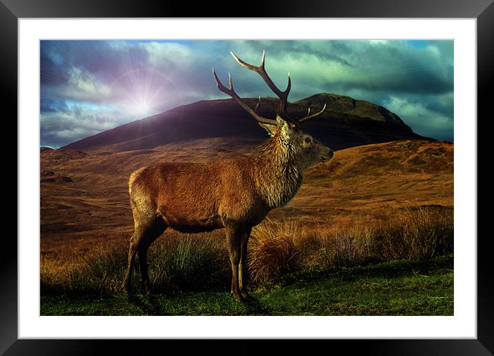 Sunset Stag Framed Mounted Print by Sam Smith