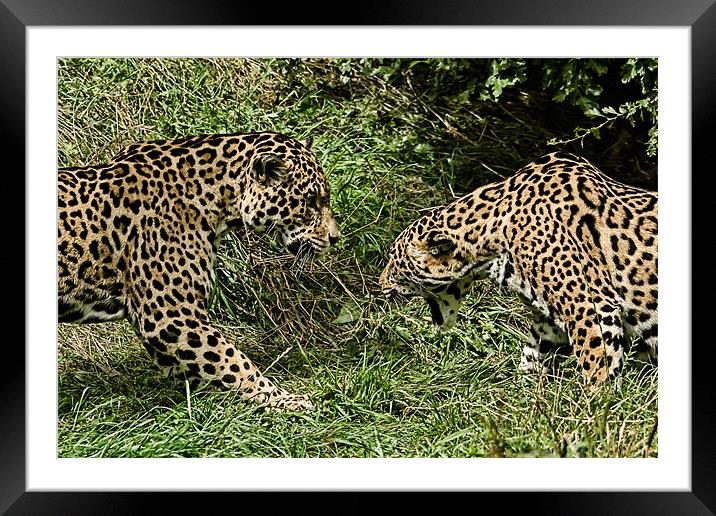 Big Cats Framed Mounted Print by Sam Smith