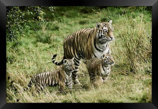 Tiger cubs Framed Print by Sam Smith
