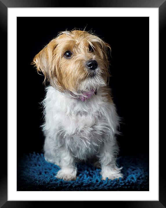 Jack Russell Framed Mounted Print by Sam Smith