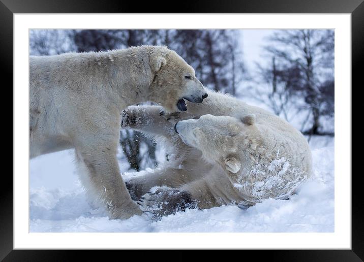  Polar bears Framed Mounted Print by Sam Smith