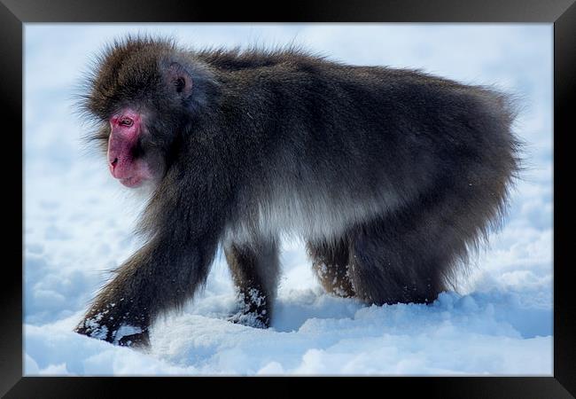 Japanese macaque Framed Print by Sam Smith