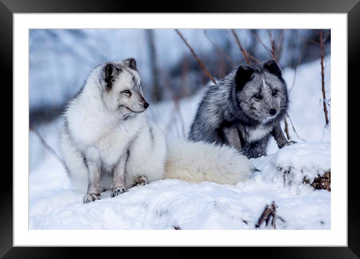  Arctic foxes Framed Mounted Print by Sam Smith