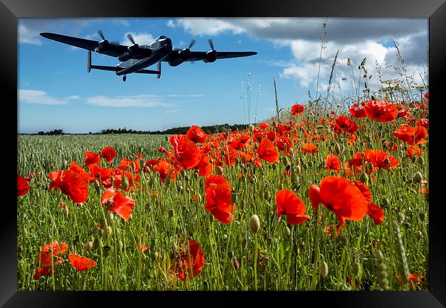  Flying over poppies Framed Print by Sam Smith