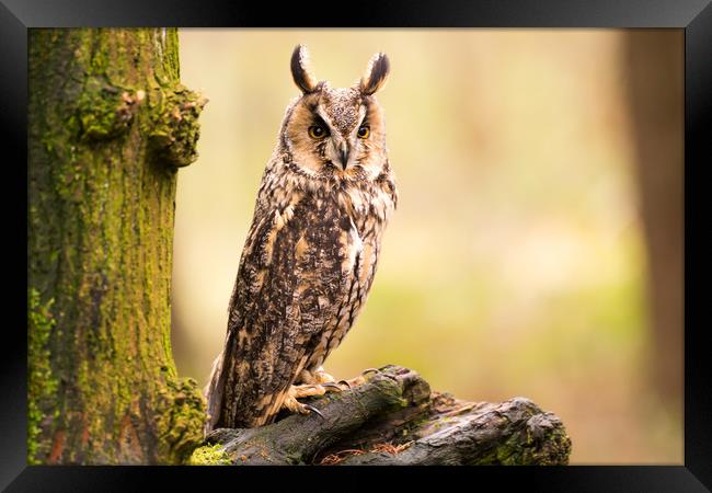 Long Eared Owl Framed Print by Sam Smith