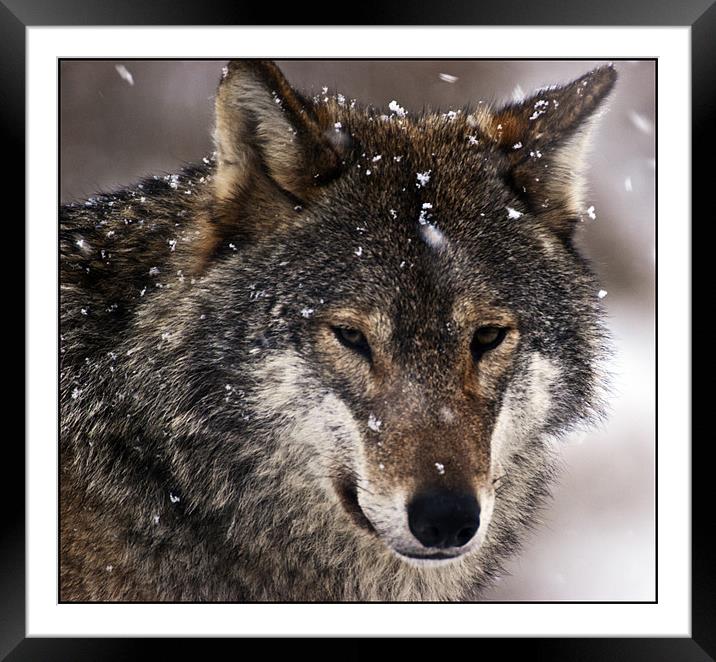 Wolf Framed Mounted Print by Sam Smith