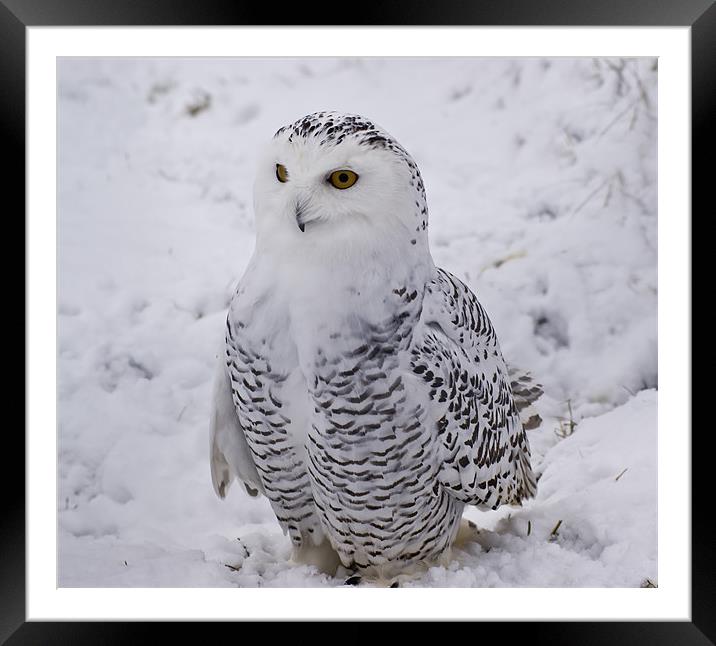 Snowy Owl Framed Mounted Print by Sam Smith