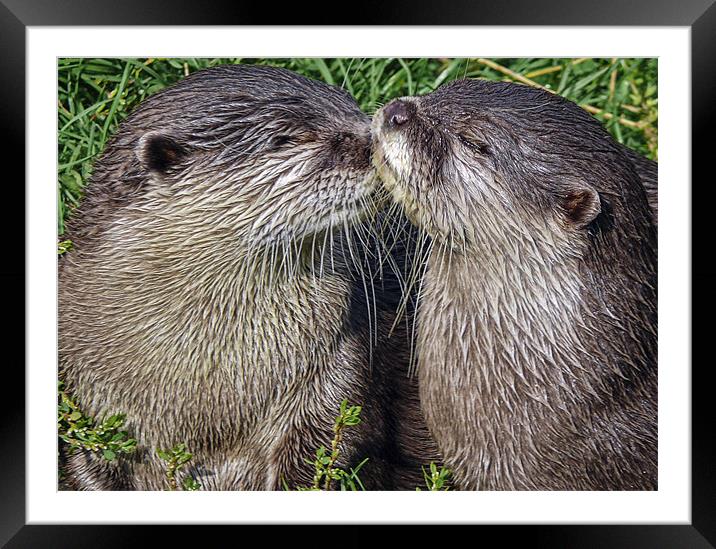 Otters Framed Mounted Print by Sam Smith