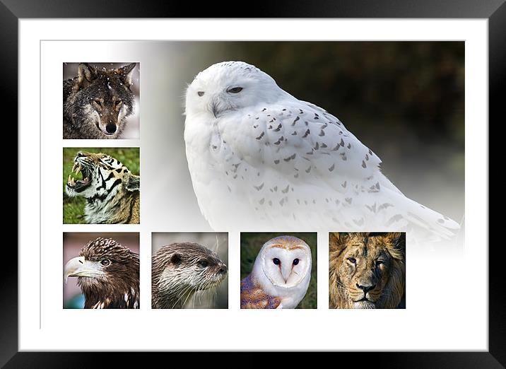 Wildlife selection Framed Mounted Print by Sam Smith