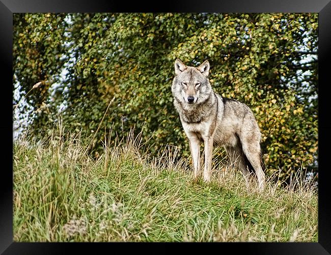 Leader of the pack Framed Print by Sam Smith